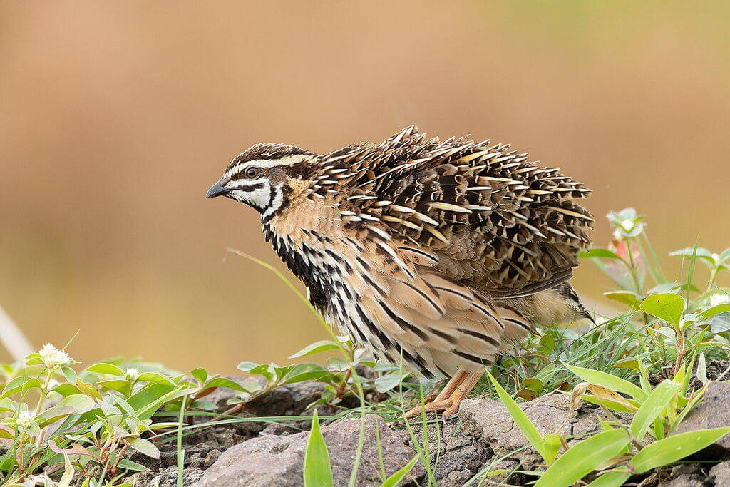 potret burung puyuh