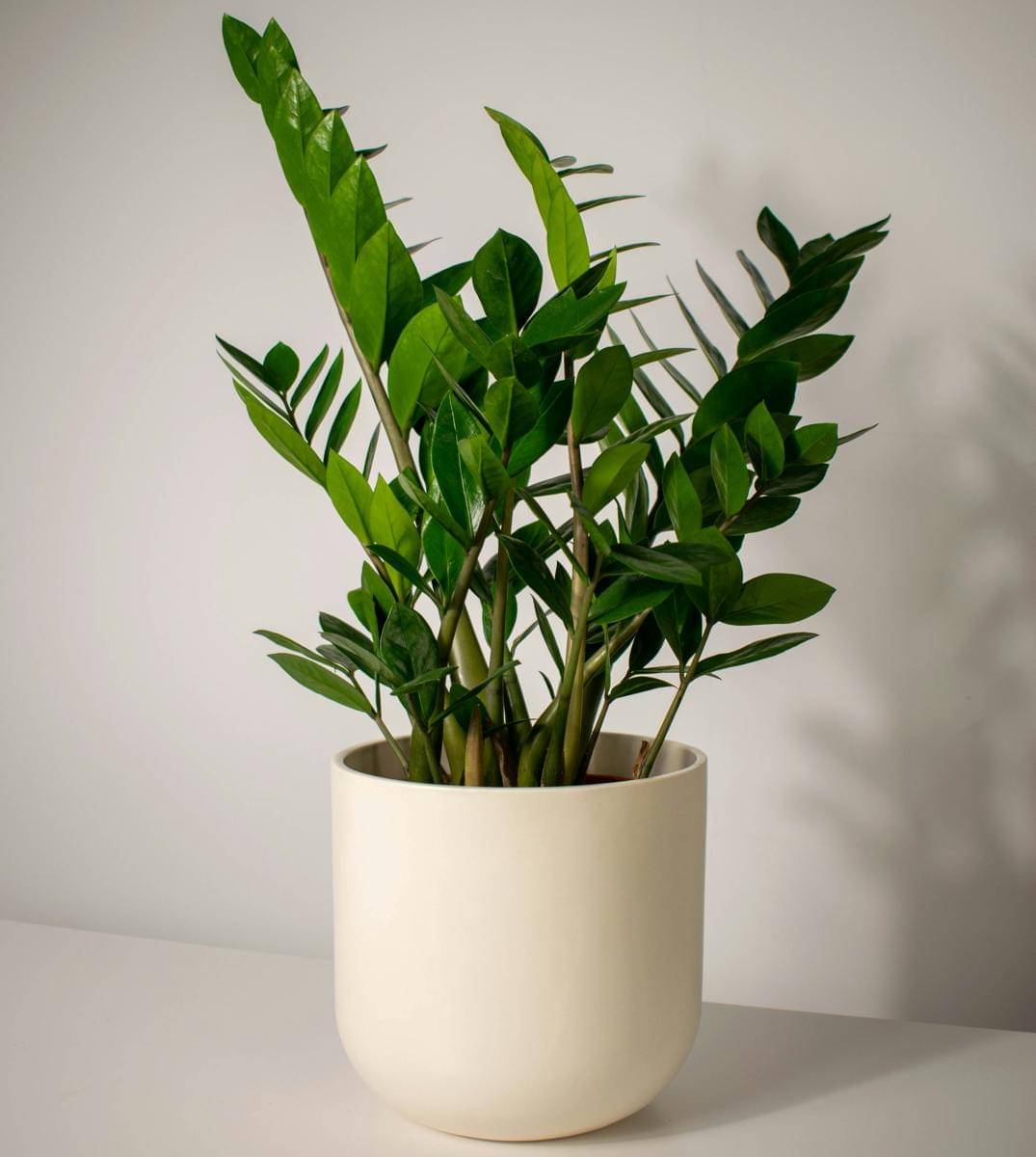 ilustrasi zz plant