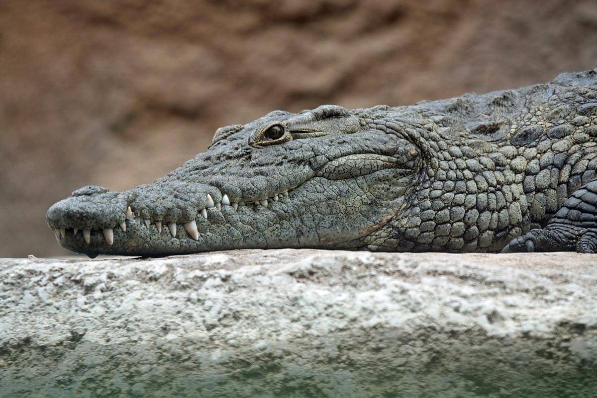 Perbedaan Aligator, Caiman, dan Buaya yang Wajib Kamu Ketahui!