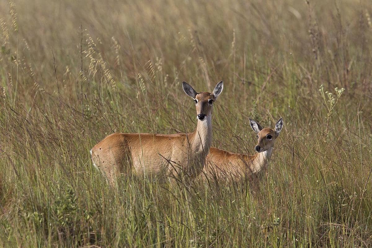 rusa pampas