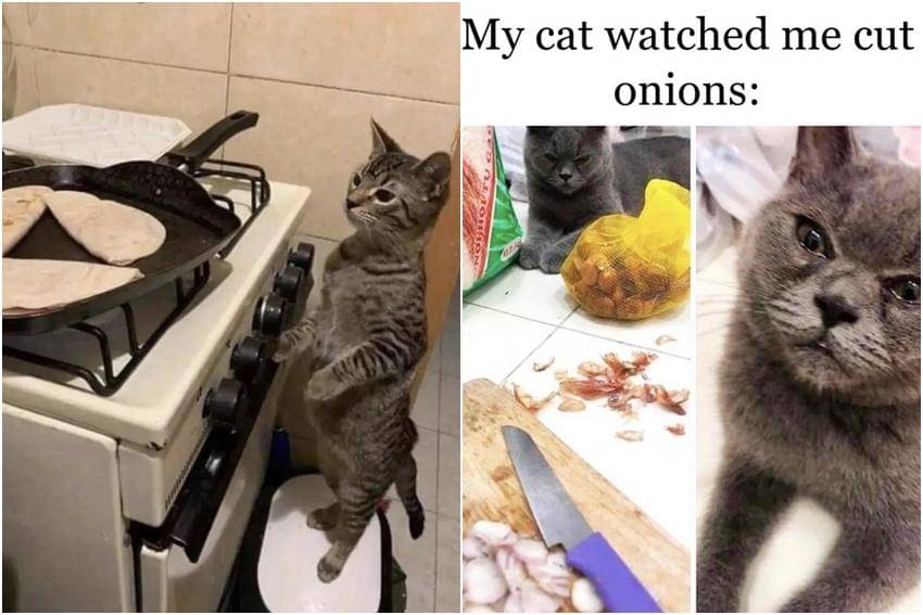 kolase meme kucing di dapur