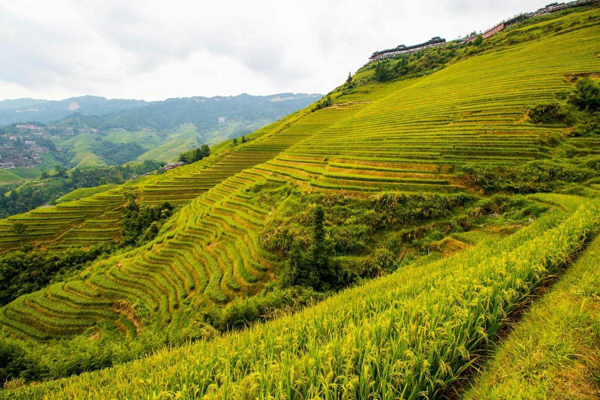 ilustrasi Longji Rice Terraces 
