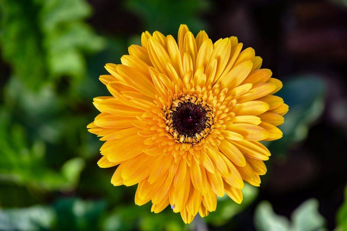 ilustrasi bunga daisy kuning