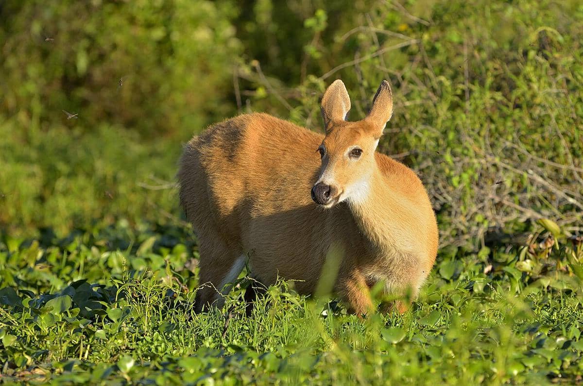 rusa rawa