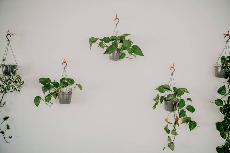 https://unsplash.com/photos/a-group-of-hanging-plants-on-a-wall-7AU2OD6xJLs