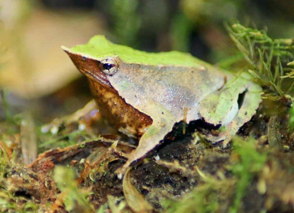 Ilustrasi chile darwin's frog yang punya kantong di tenggorokan untuk menyimpan telur