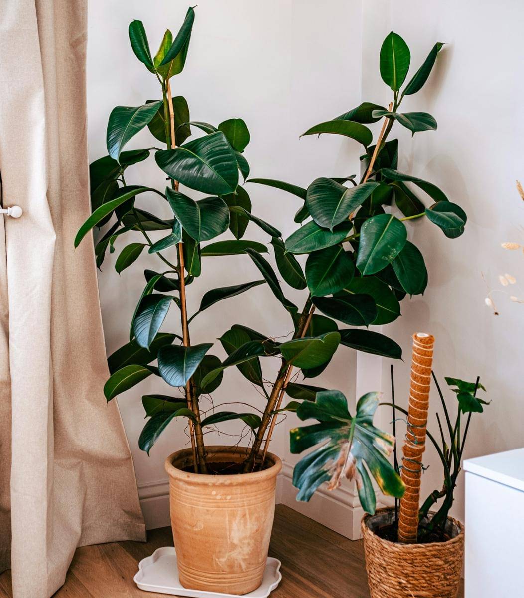 ilustrasi ficus elastica 