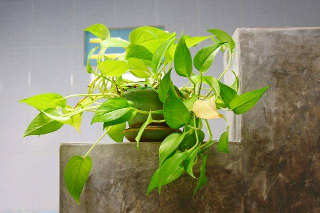 ilustrasi tanaman pothos
