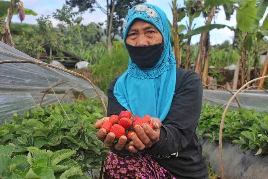 petani buah di Hidden Strawberry Garden (instagram.com/strawberry_corps)