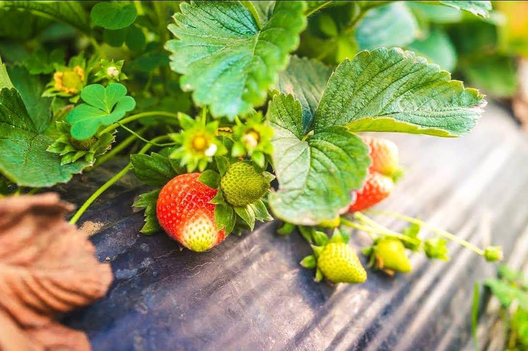 buah stroberi di Hidden Strawberry Garden (instagram.com/strawberry_corps)
