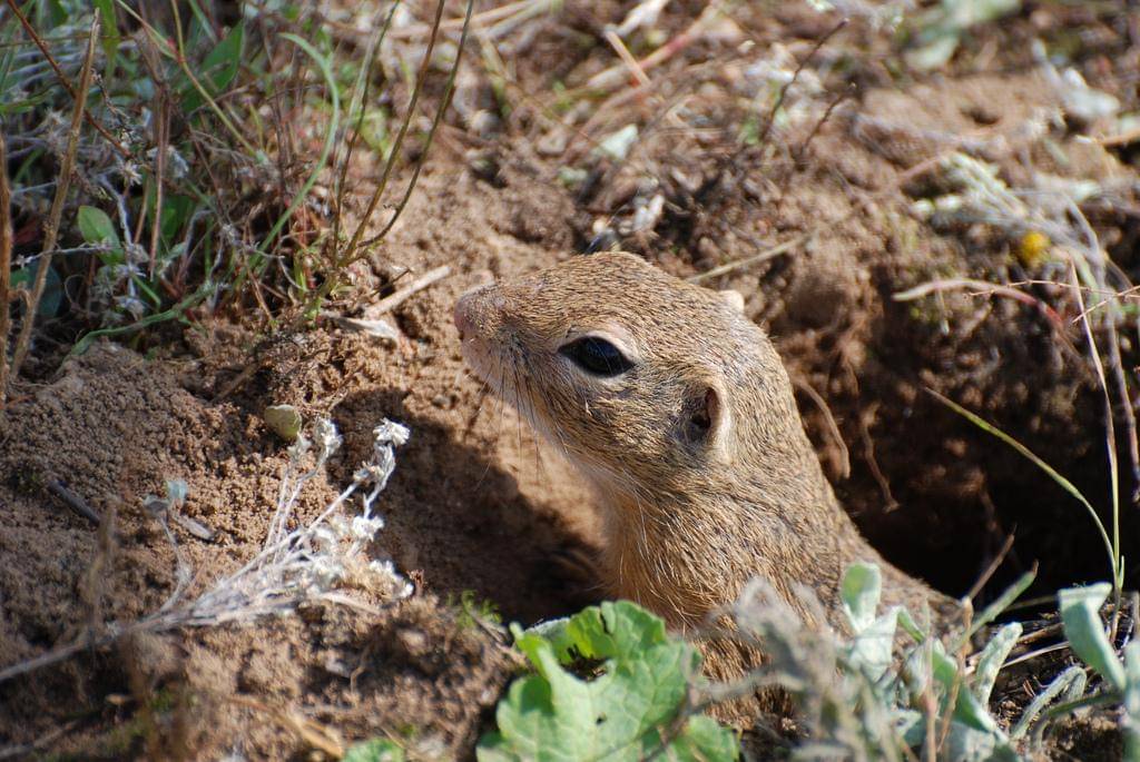 European Ground Squirrel
