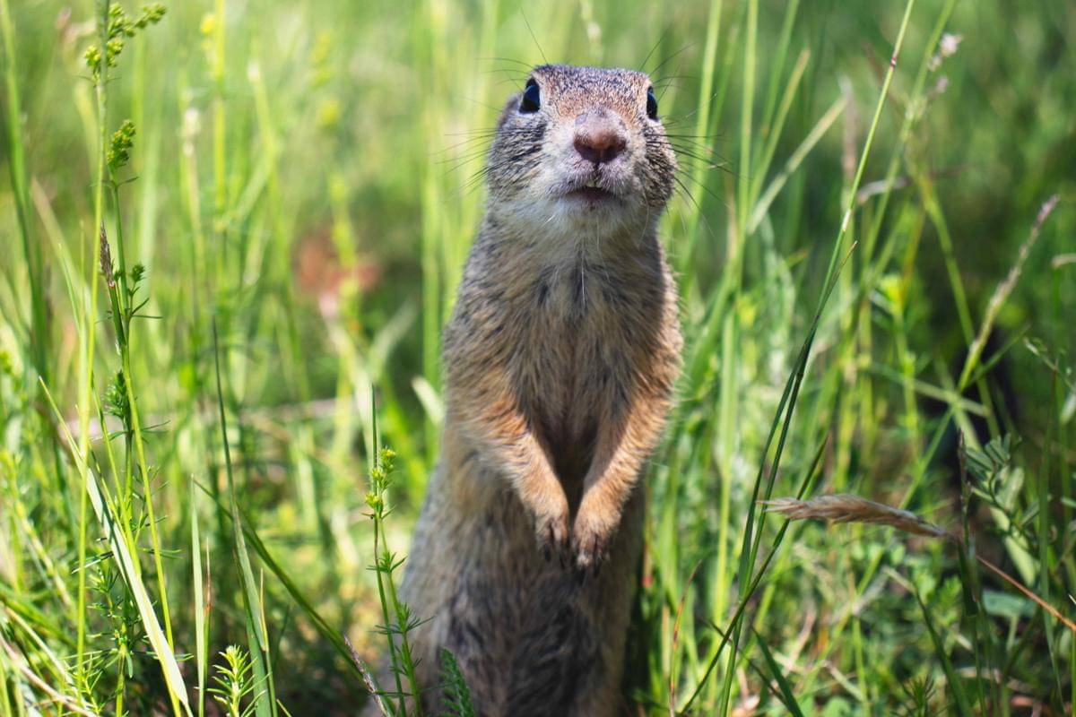 European Ground Squirrel