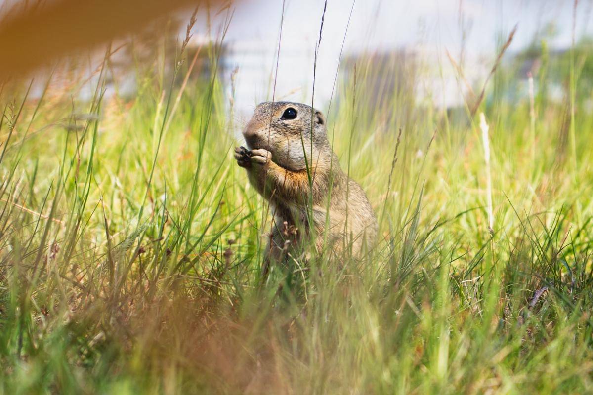 European Ground Squirrel