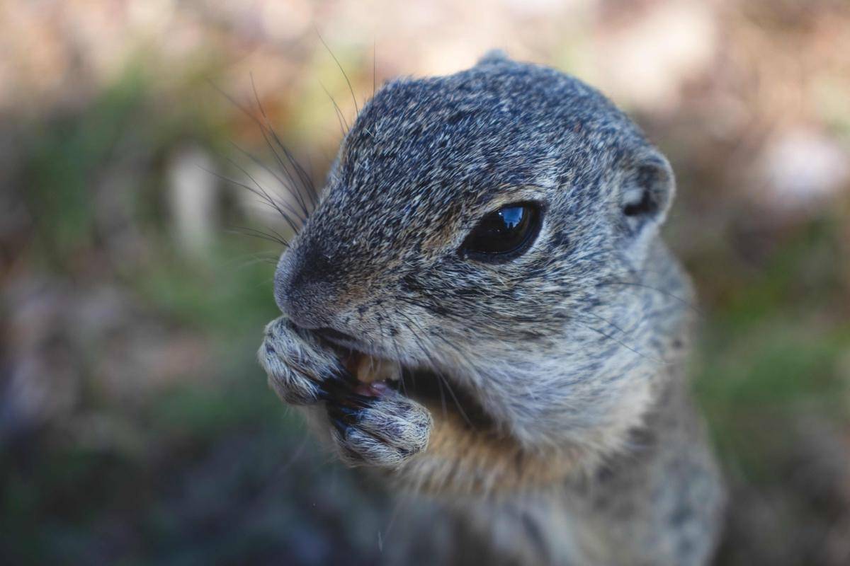 European Ground Squirrel