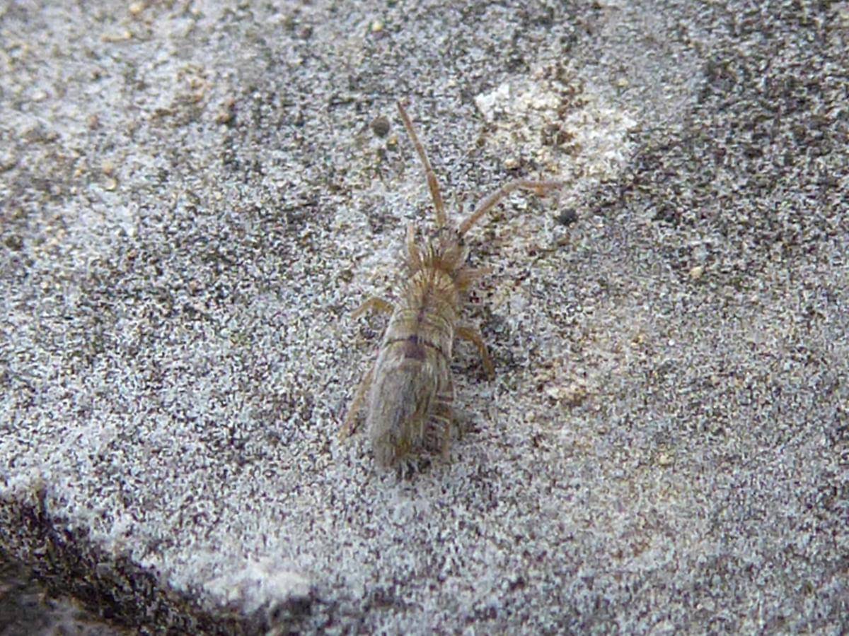 Ilustrasi collembola dari Rapa Nui yang terkenal sebagai serangga pelompat mikro