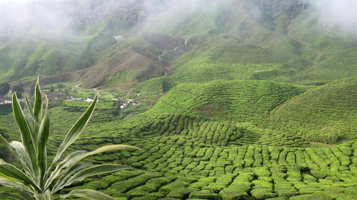 Potret Cameron Highland, Malaysia