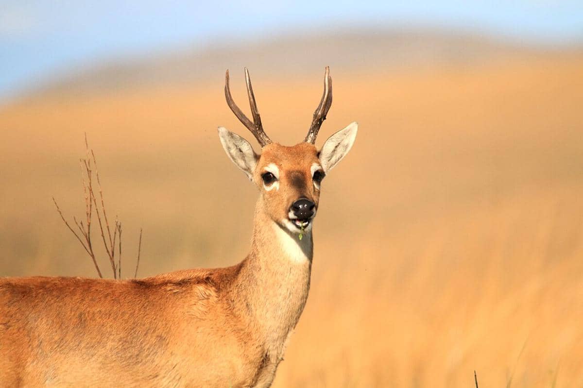 rusa pampas
