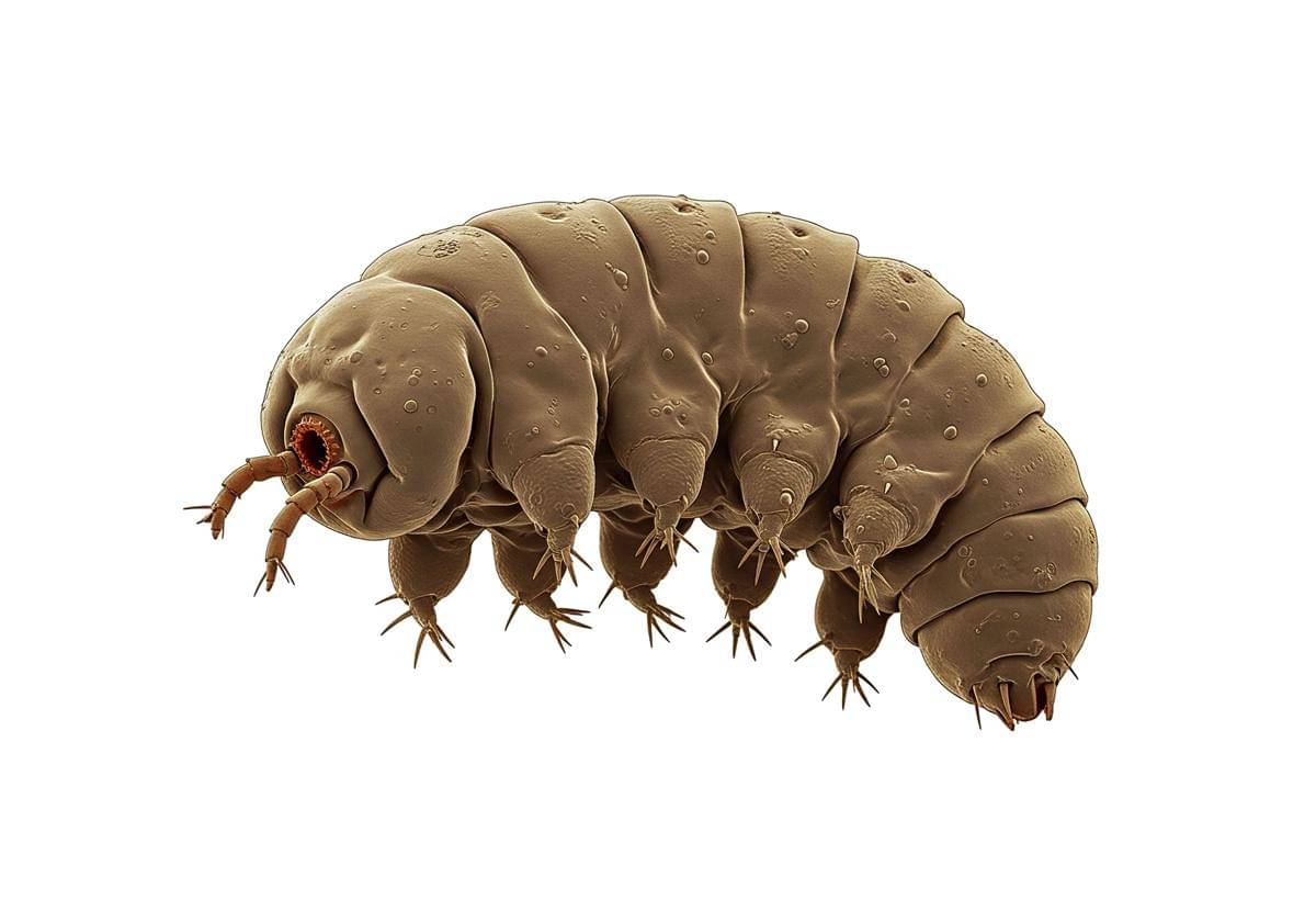 ilustrasi tardigrade (vecteezy.com/Habibur Rahman Roni)