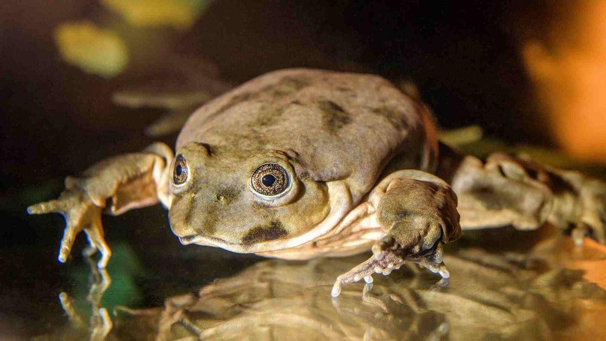 Ilustrasi katak yang mampu bernapas dengan kulit berlipat