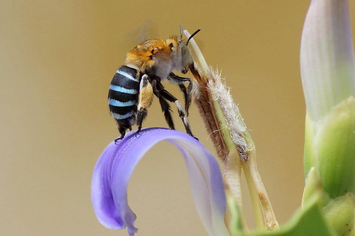 5 Fakta Blue Banded Bee, Lebah Endemik Australia yang Jago Penyerbukan