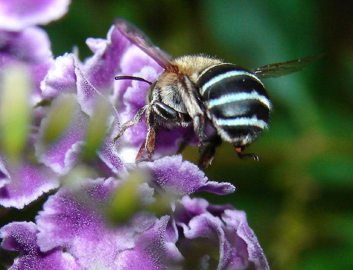 Blue-banded bee