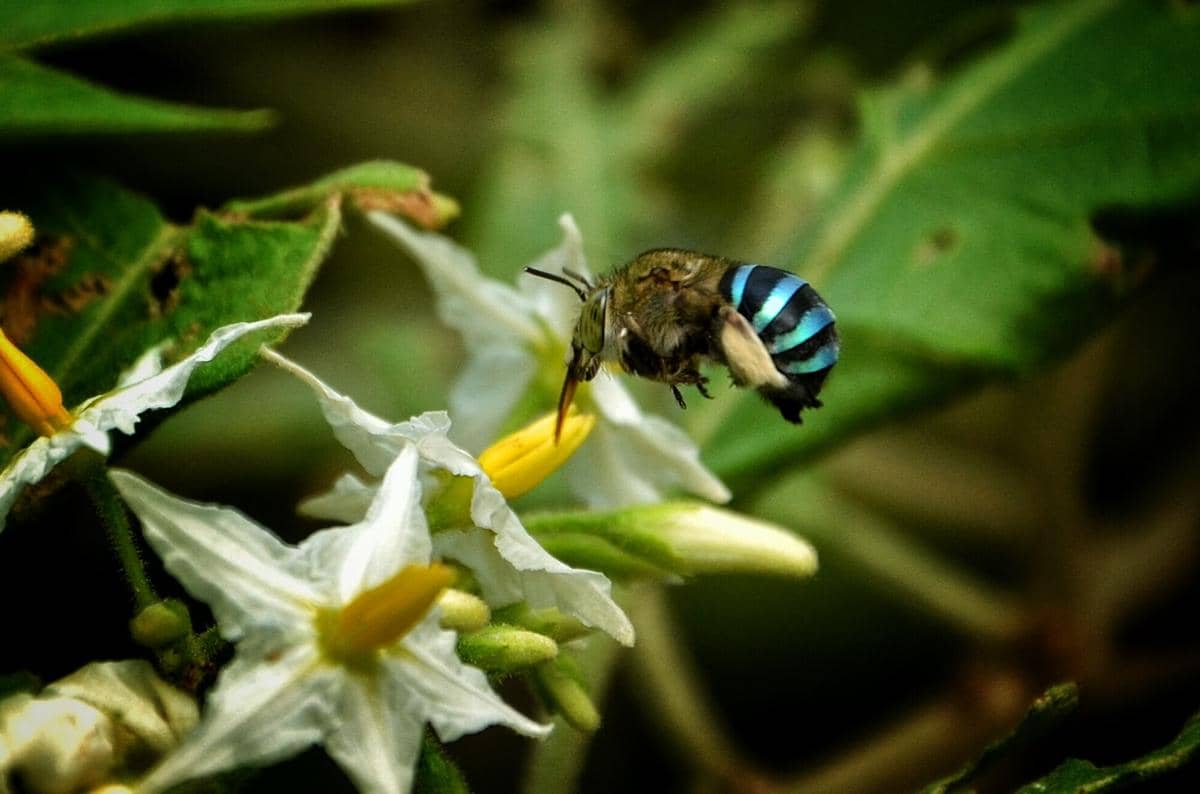 Blue-banded bee