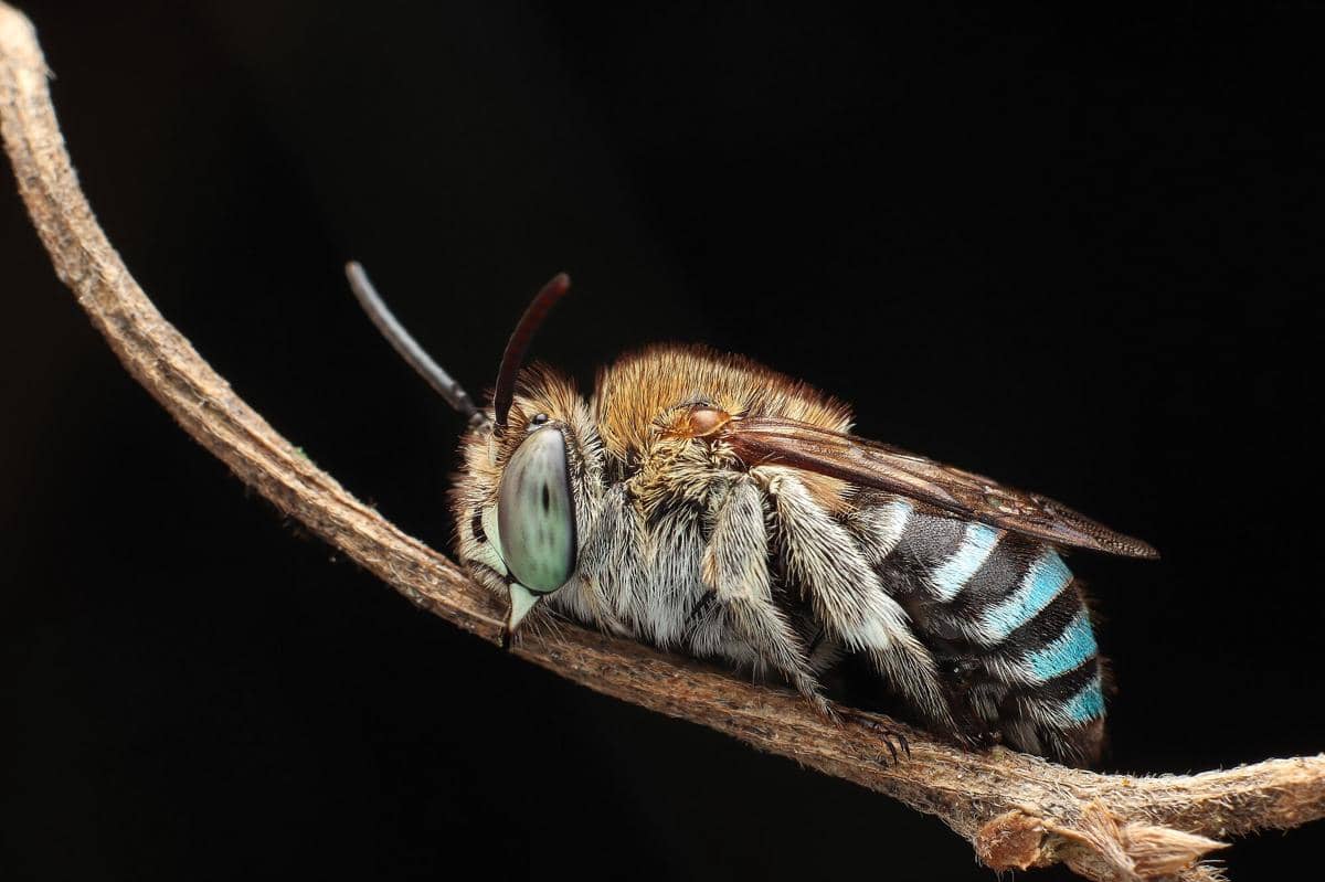 Blue-banded bee