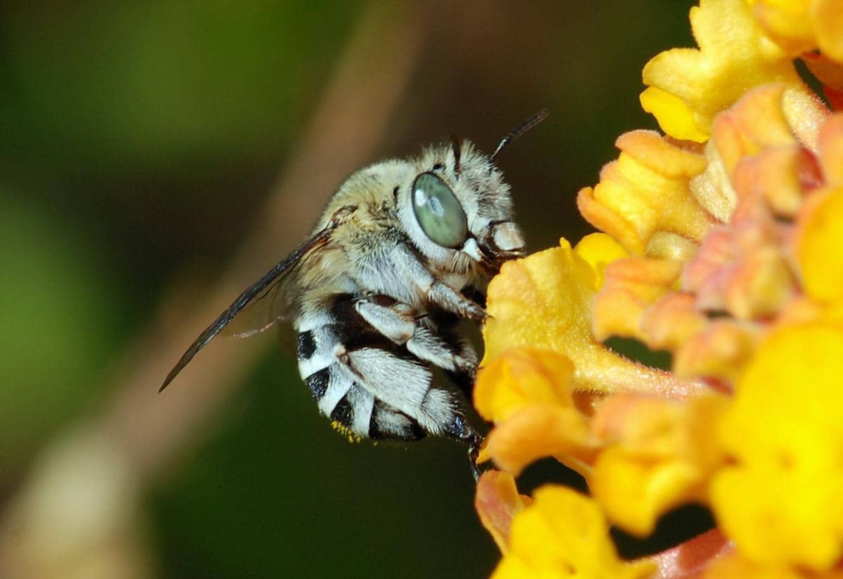 Blue-banded bee