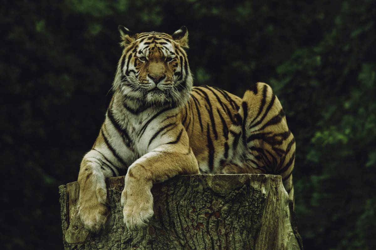 ilustrasi harimau