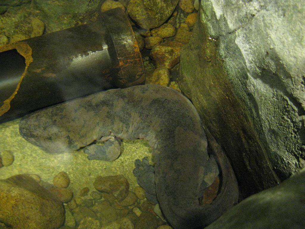Salamander raksasa china