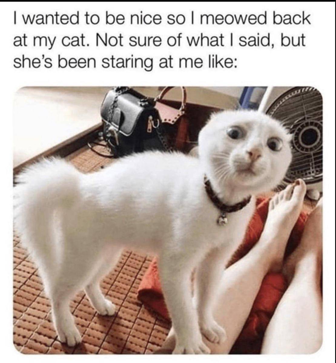 meme kocak ditatap kucing