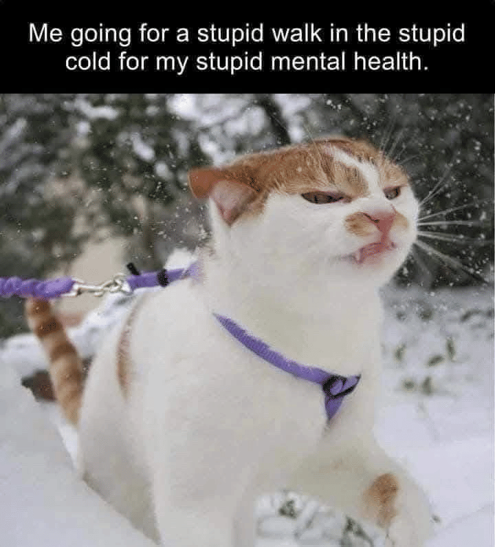 meme kucing tentang salju