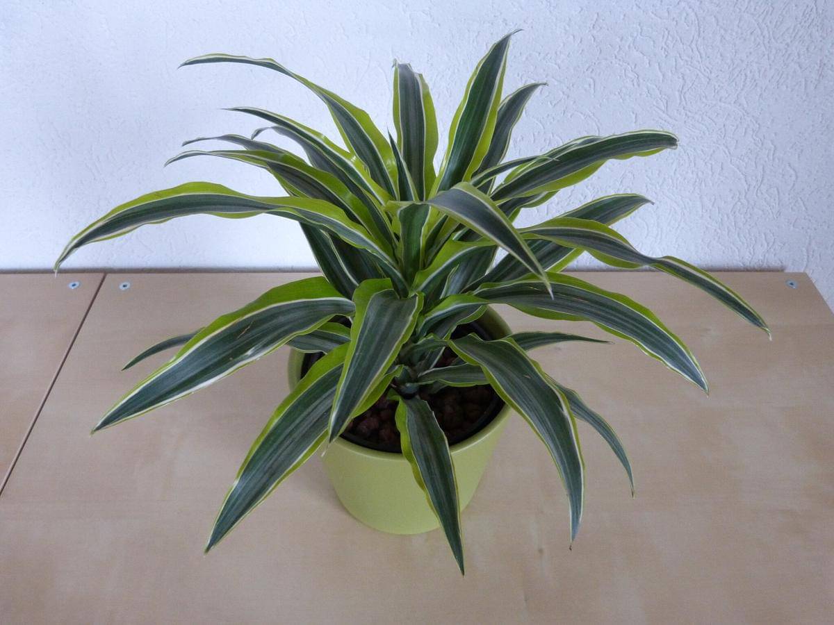 Dracaena fragrans ‘lemon lime’