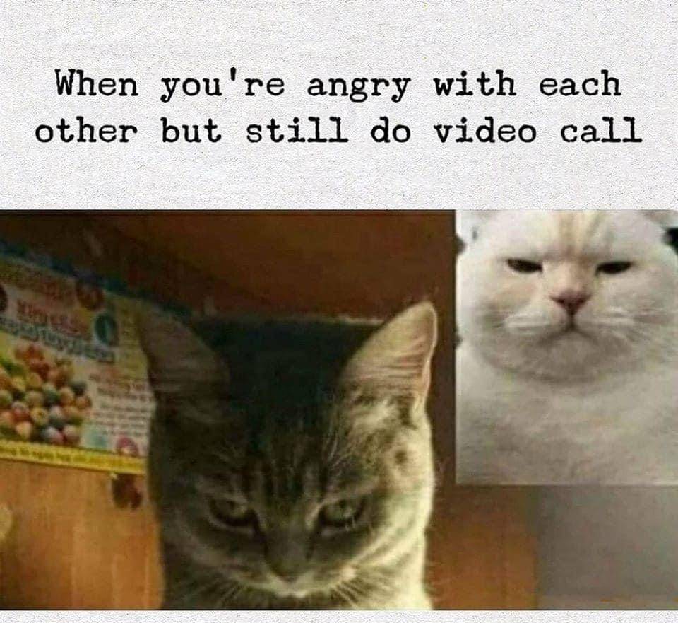 meme kocak ditatap kucing