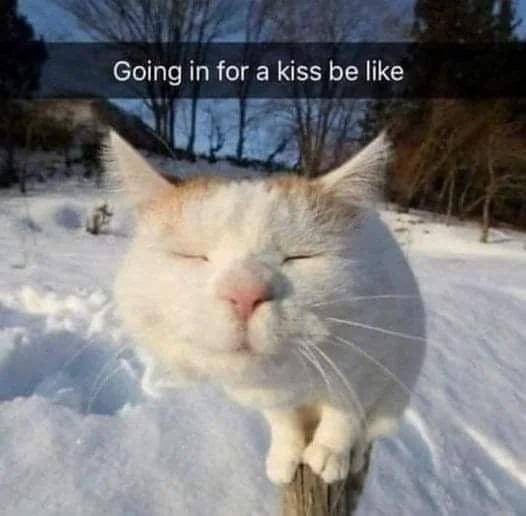 meme kucing tentang salju