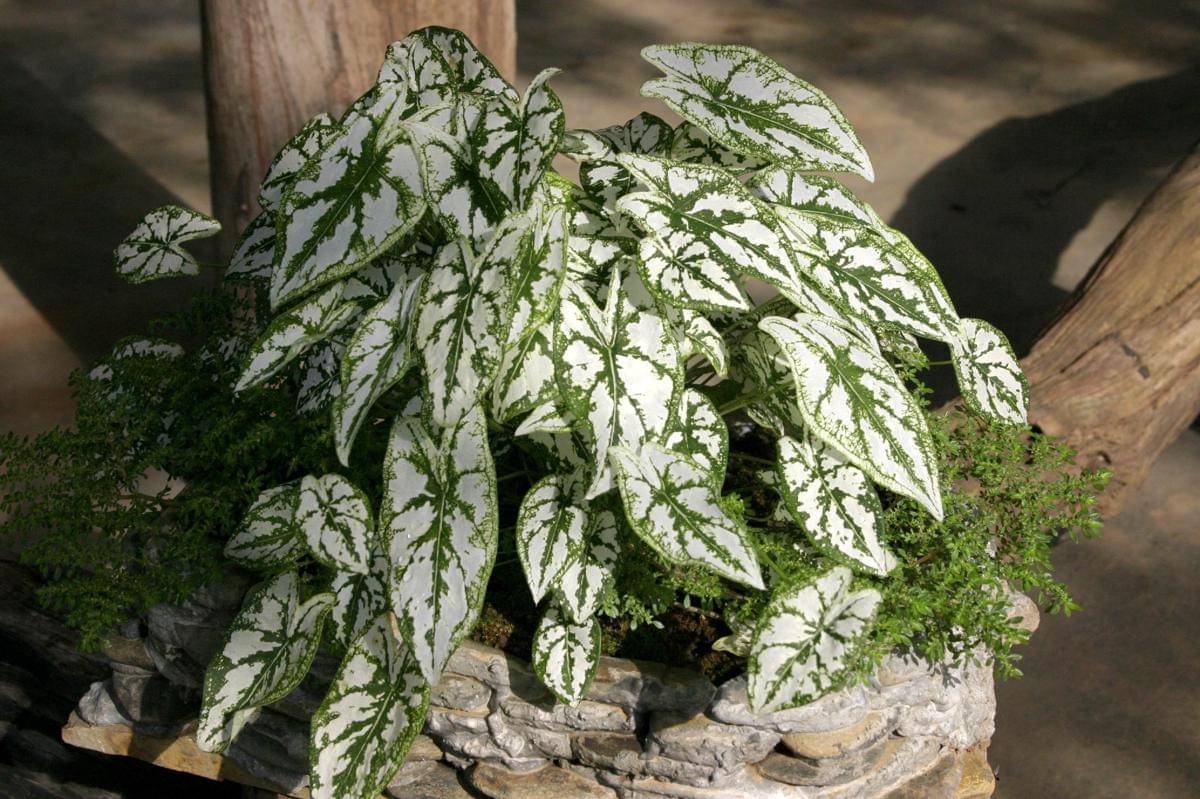 Caladium ‘white christmas’