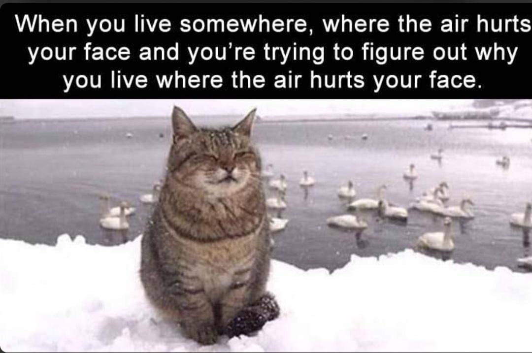 meme kucing tentang salju