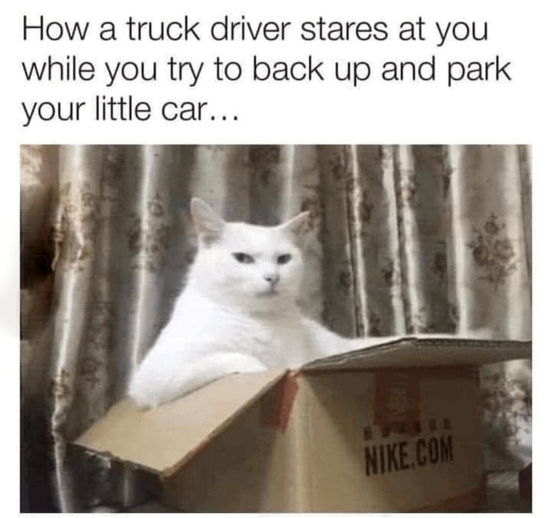 meme kocak ditatap kucing