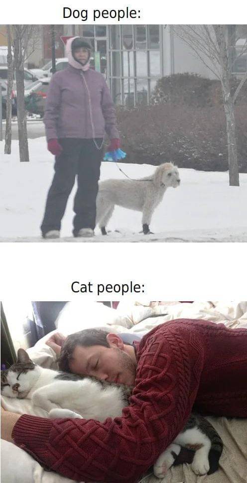 meme kucing tentang salju