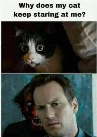 meme kocak ditatap kucing