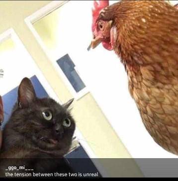 meme kocak ditatap kucing