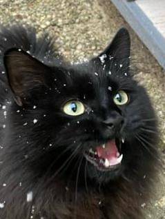 meme kucing tentang salju