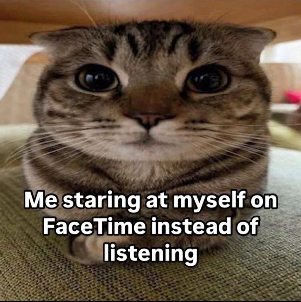 meme kocak ditatap kucing