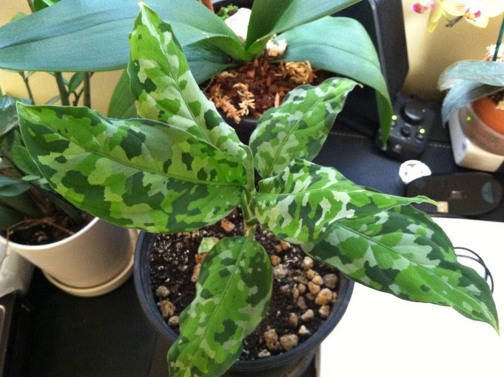 Aglaonema pictum tricolor