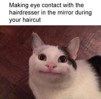 meme kocak ditatap kucing