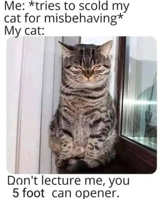 meme kocak ditatap kucing
