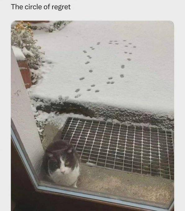meme kucing tentang salju
