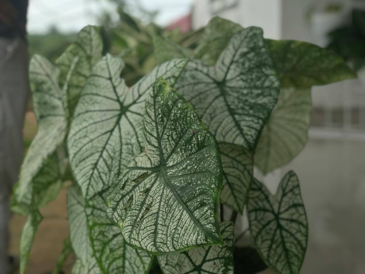 Caladium ‘white christmas’