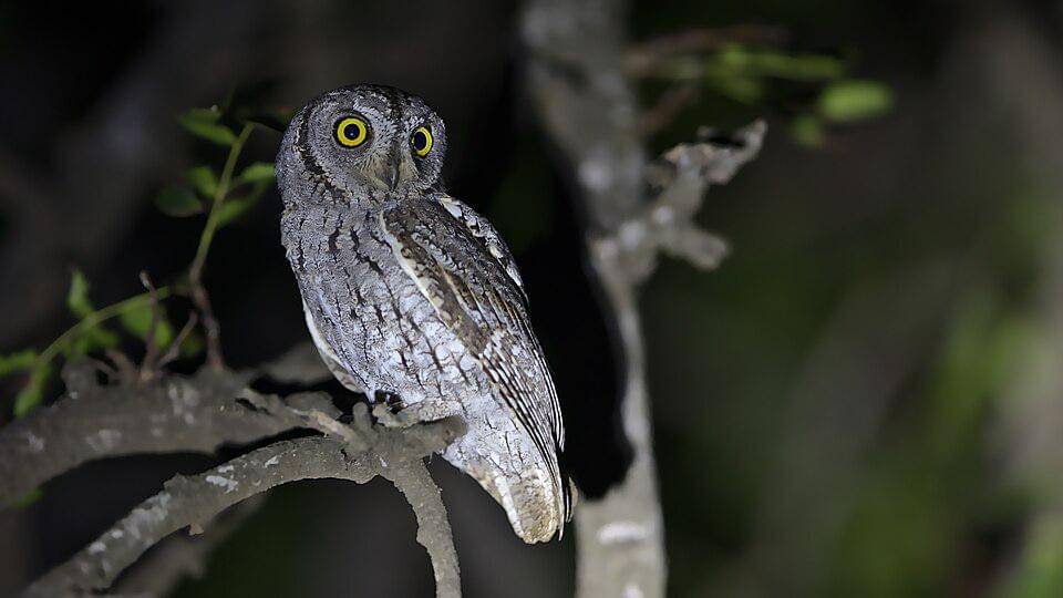 Celepuk afrika merupakan salah satu contoh hewan yang setia dengan pasangan.