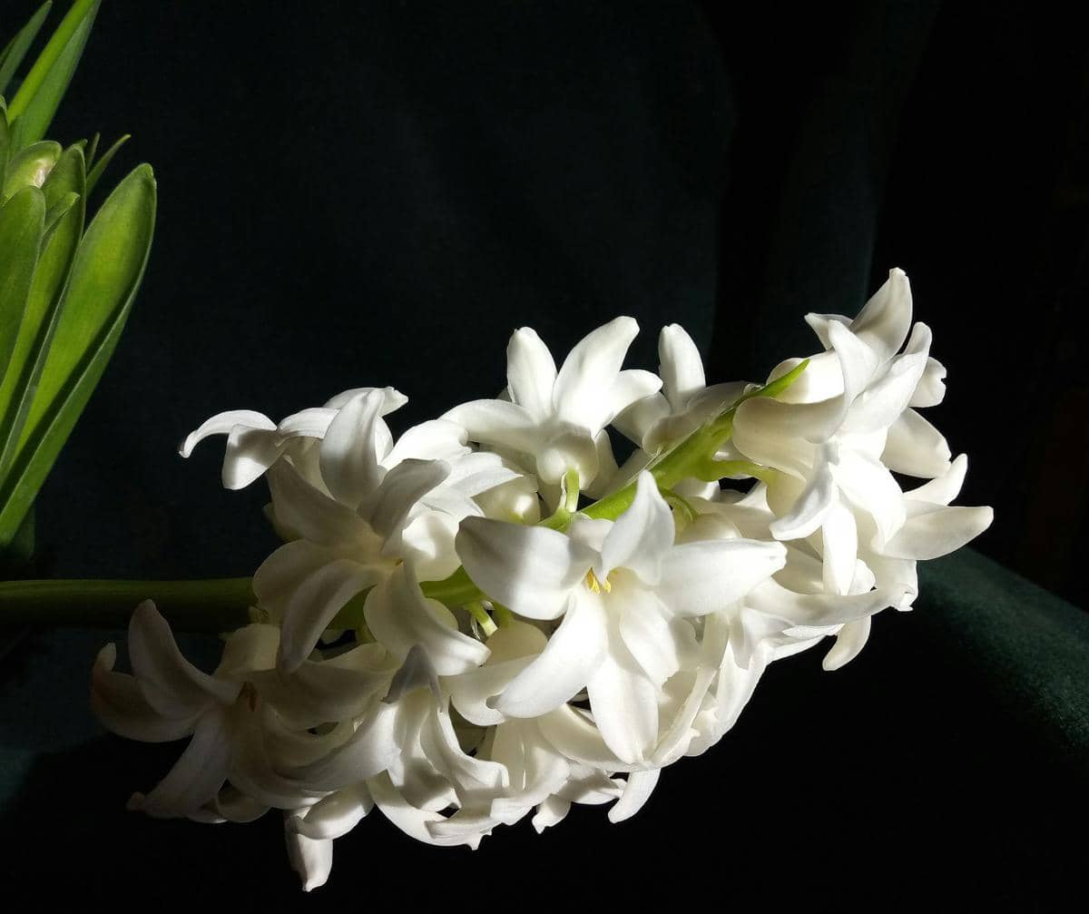 ilustrasi bunga lili casablanca